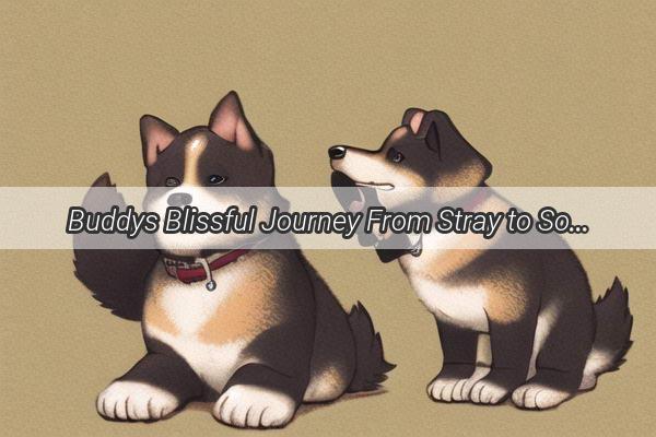 Buddys Blissful Journey From Stray to Soul Mates Treasure